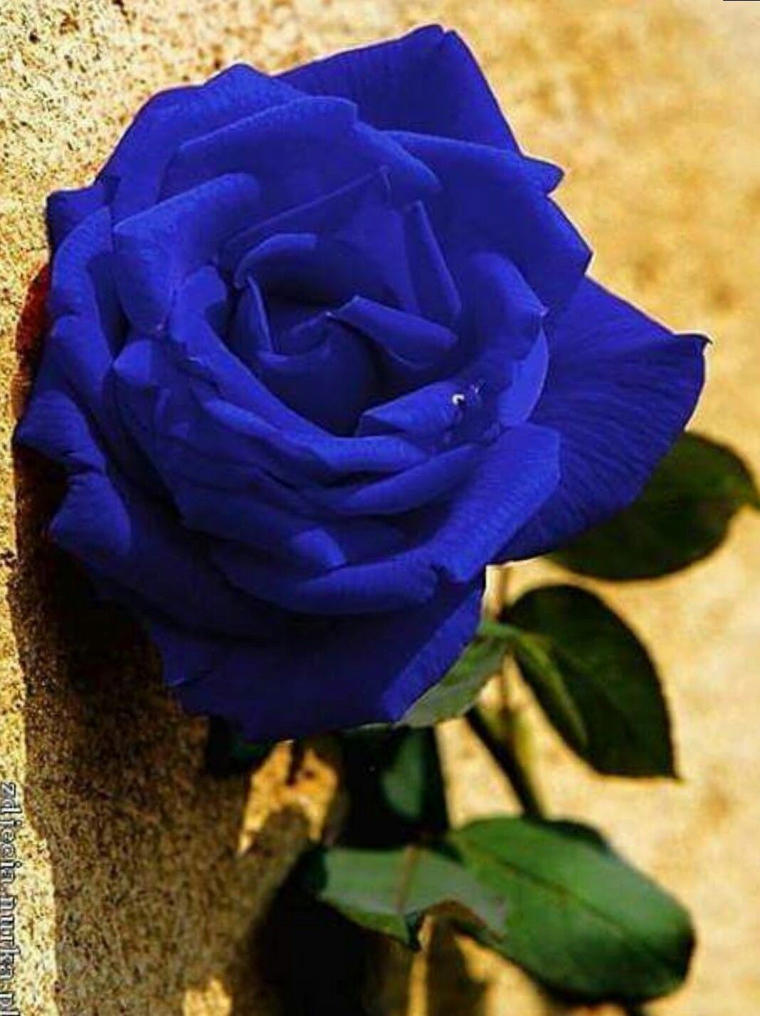 Omg Blue! | Rosas Azuis, Tulipas Roxas, Flores Azul Escuro à Flores Azules De Jardin