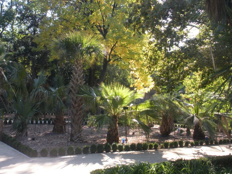Palm Garden | Real Jardín Botánico De Madrid ♦ Royal … pour Real Jardin Botanico Precio