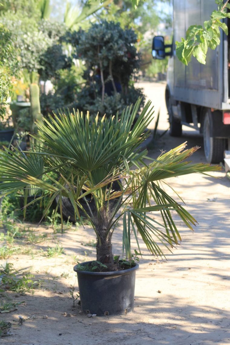 Palmier De Chine "Trachycarpus Fortunei" – Cap Vert intérieur Palmier Croissance Rapide