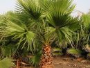 Palmier Du Mexique - Vente Washingtonia Robusta | Planter ... tout Palmier Croissance Rapide