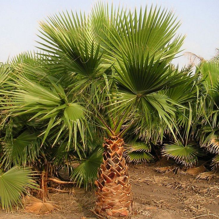 Palmier Du Mexique - Vente Washingtonia Robusta | Planter ... tout Palmier Croissance Rapide