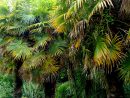 Palmier | Jardins De Pan - Jardinier-Paysagiste À St ... avec Palmier Croissance Rapide