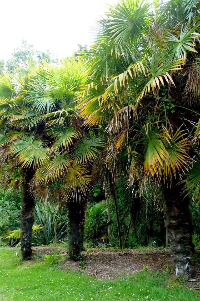 Palmier | Jardins De Pan – Jardinier-Paysagiste À St … avec Palmier Croissance Rapide