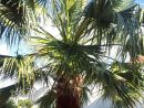 Palmier Washingtonia Filifera X Robusta intérieur Palmier Croissance Rapide