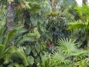 Palms Created A Layered Look In A Tropical Garden. # ... destiné Jardin Tropical Plantas