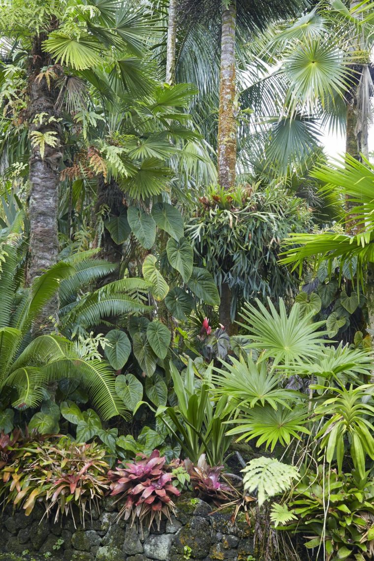 Palms Created A Layered Look In A Tropical Garden. # … destiné Jardin Tropical Plantas