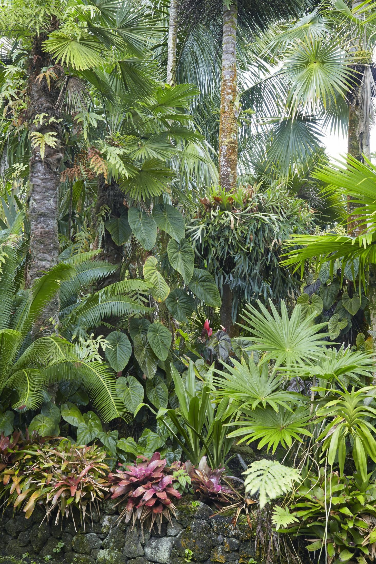 Palms Created A Layered Look In A Tropical Garden. # ... destiné Jardin Tropical Plantas