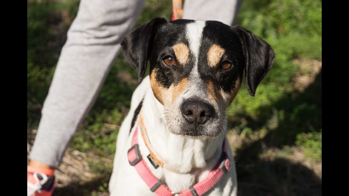 Pepito - Protectora De Animales Y Plantas De Málaga - destiné Protectora De Animales Malaga Ciudad Jardin