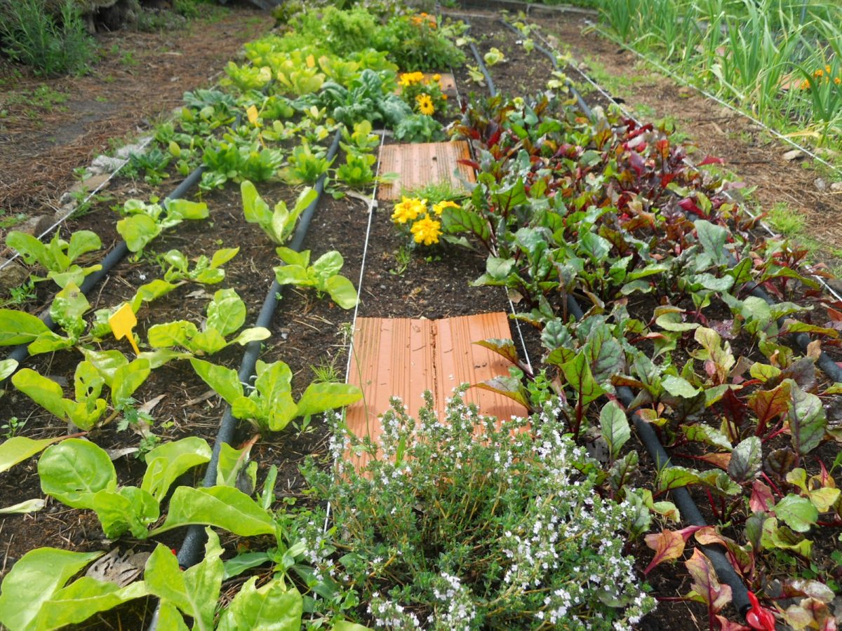 Permacultura, Autosuficiencia Y Tecnología: Distintos ... destiné Huerto En El Jardin