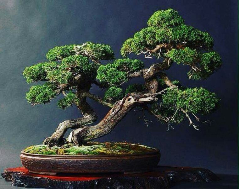 Pin By Chanel On Bonsai Trees | Indoor Bonsai Tree … encequiconcerne Jardines De Bonsais