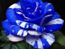 Pin By Rosalen Pastrana On Rosas Azules | Beautiful Rose ... serapportantà Flores Azules De Jardin