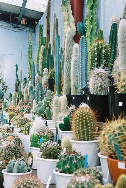 Pin De Ana (Vlv) ♡ En Casa Boheme | Suculentas, Jardín De … encequiconcerne Jardin De Cactus En Casa