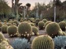 Pin De Antonio Medina En Cactus Y Crasas | Jardín De ... à Jardines De Cactus Y Suculentas