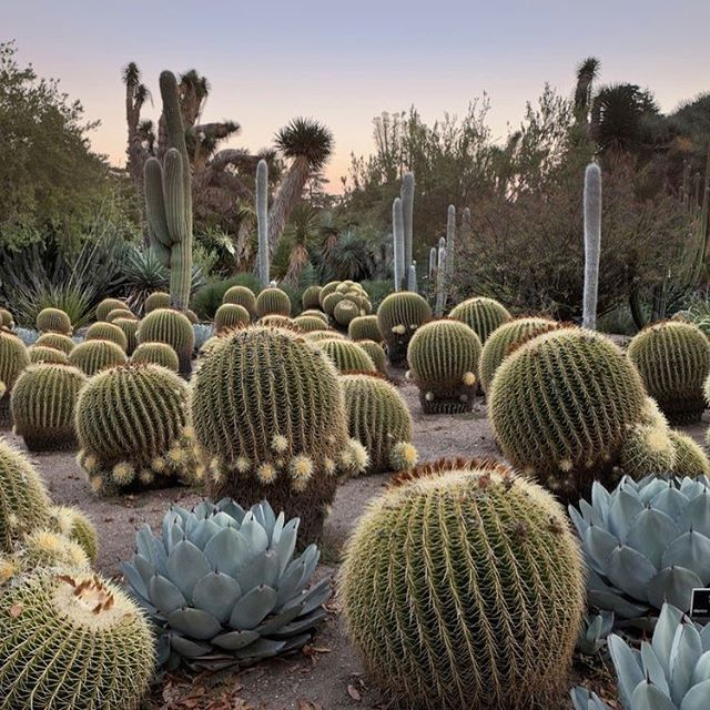 Pin De Antonio Medina En Cactus Y Crasas | Jardín De ... à Jardines De Cactus Y Suculentas