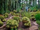 Pin De Majo Guifarro En Paisajes | Jardín De Cactus ... encequiconcerne Jardines De Cactus Y Suculentas