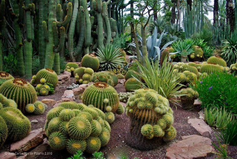 Pin De Majo Guifarro En Paisajes | Jardín De Cactus … encequiconcerne Jardines De Cactus Y Suculentas