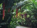 Pin De Nayara Resorts En Nayara'S Tropical Gardens avec Jardines Tropicales