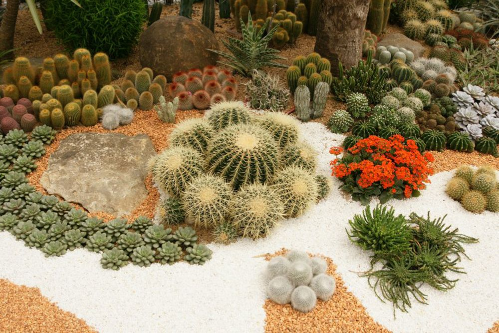 Pin Elementos Del Jardin Desertico On Pinterest | Cactus ... destiné Jardines Con Cactus Y Piedras