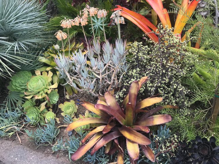 Pin En Garden – Tropical pour Jardin Tropical Plantas