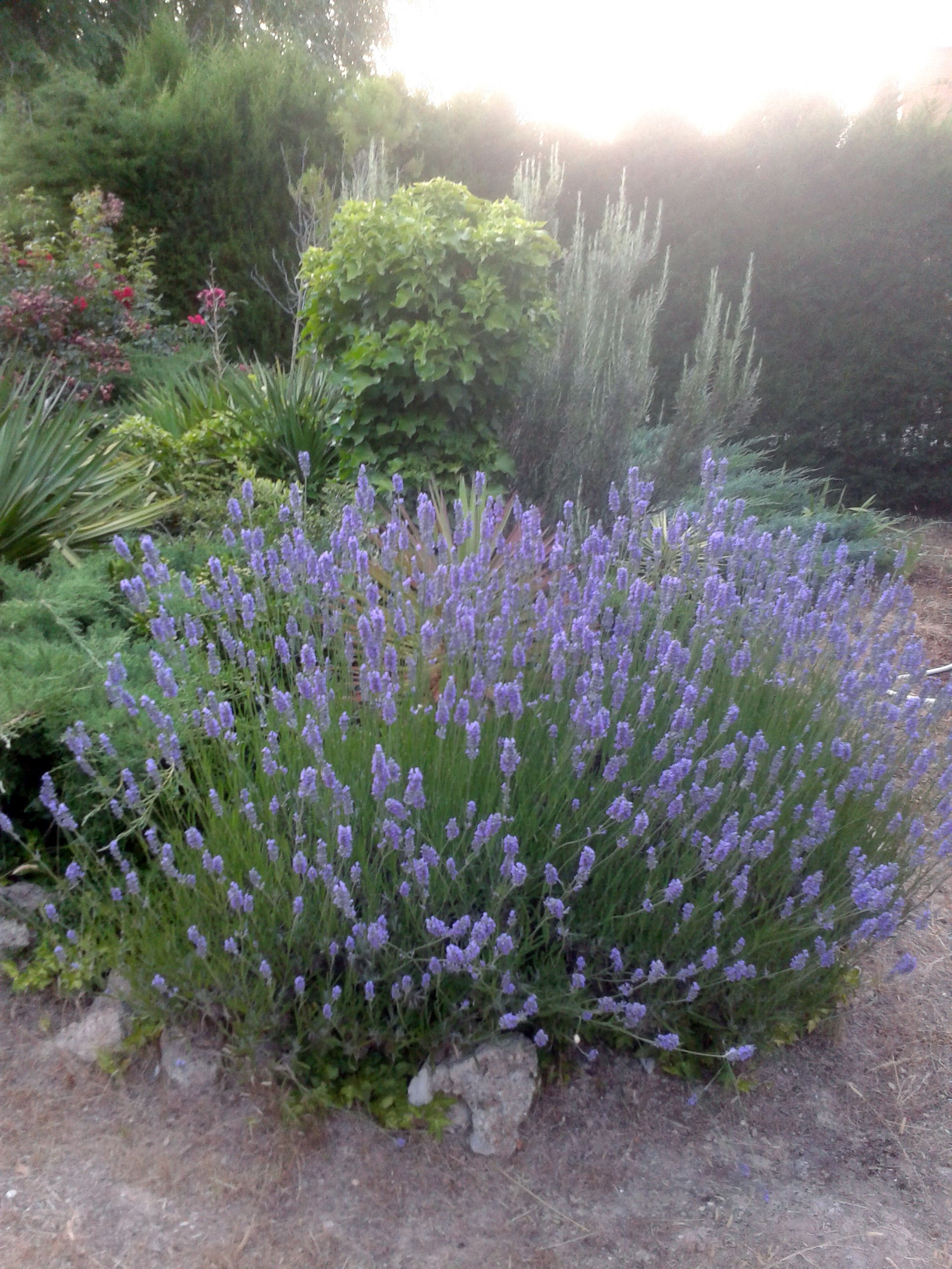 Pin En Gardening-Flowers,Herbs,Plants avec Jardines De Lavanda