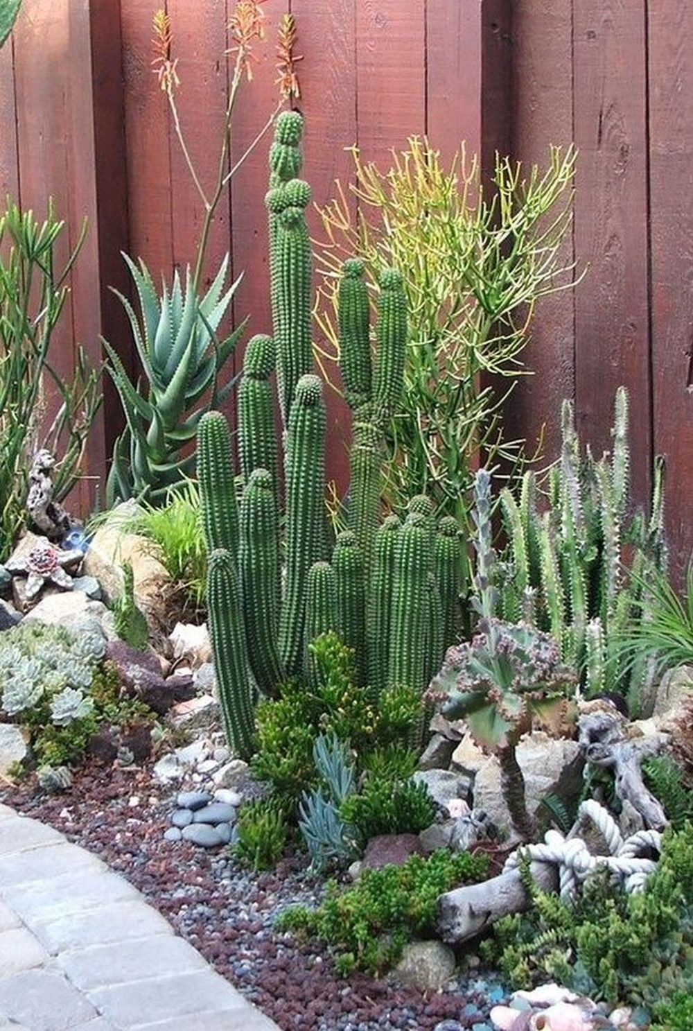 Pin On Cactus à Jardines De Cactus Y Suculentas
