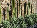 Pin On Decoración encequiconcerne Jardines Con Cactus Y Piedras