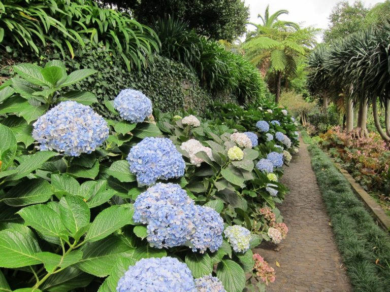 Plantar Hortensias En Tu Jardín O En Maceteros ¿Cómo ... tout Jardines Con Hortensias