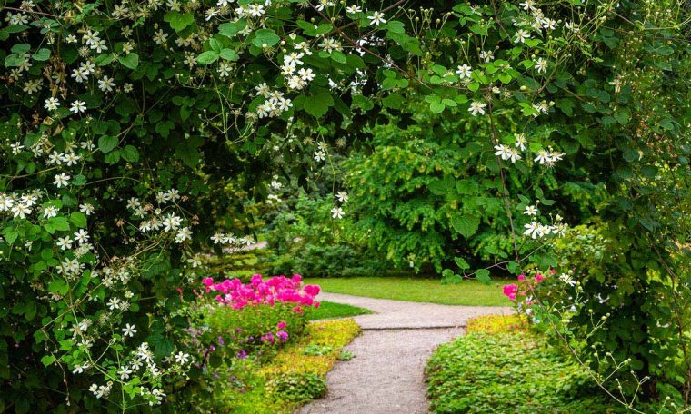 Plantas De Exterior: 10 Trepadoras Con Flor Ideales Para … serapportantà Flores Para El Jardin