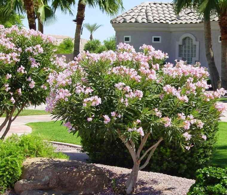 Plantas De Jardín – 6 Arbustos Y Consejos Sobre Cómo … destiné Flores De Jardin Fotos