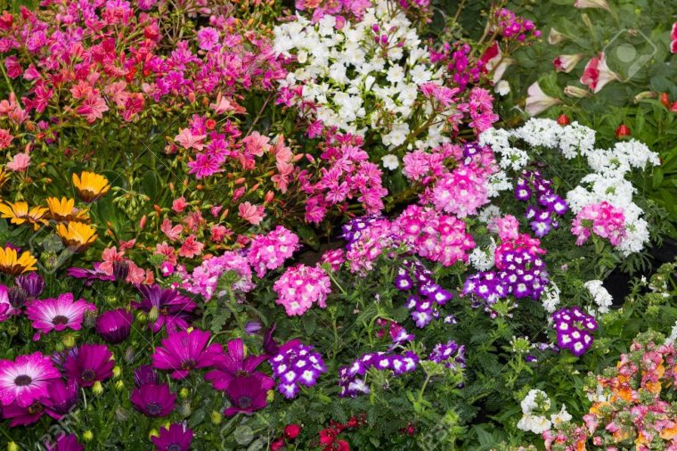 Plantas De Jardin Segun El Clima – | Consejoshogar.es encequiconcerne Plantas De Jardin Con Flores