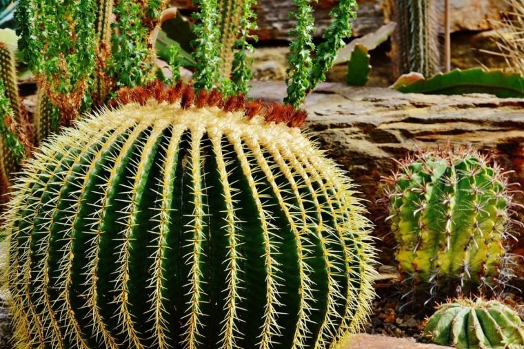 Plantas Desérticas Para El Diseño De Jardines Con Este Estilo avec Jardin De Los Cactus