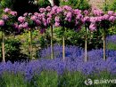 Plantas Imprescindibles Para Un Jardín Pequeño, En Tuinen.es à Arbustos Para Jardin Pequeño