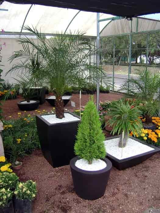 Plantas Naturales Para Interior En Maceta Solo Cdmx … dedans Flores Jardin Exterior