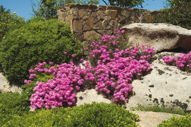 Plantas Tapizantes Para El Jardín – Terrenna, Jardinería Y … concernant Flores Para El Jardin