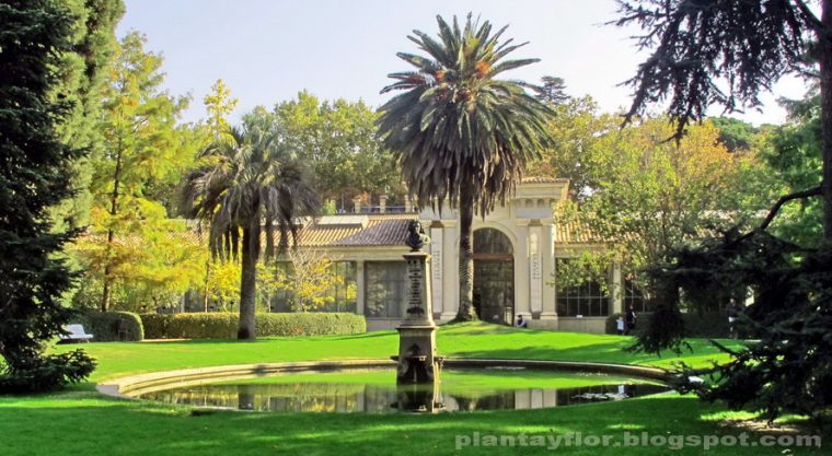 Plantas Y Flores: Real Jardín Botánico De Madrid tout Real Jardín Botánico Madrid