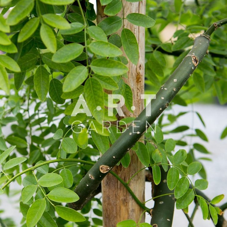 Planter Arbre Original Tendance Sophora Japonica Pendula … pour Arbre Original A Planter
