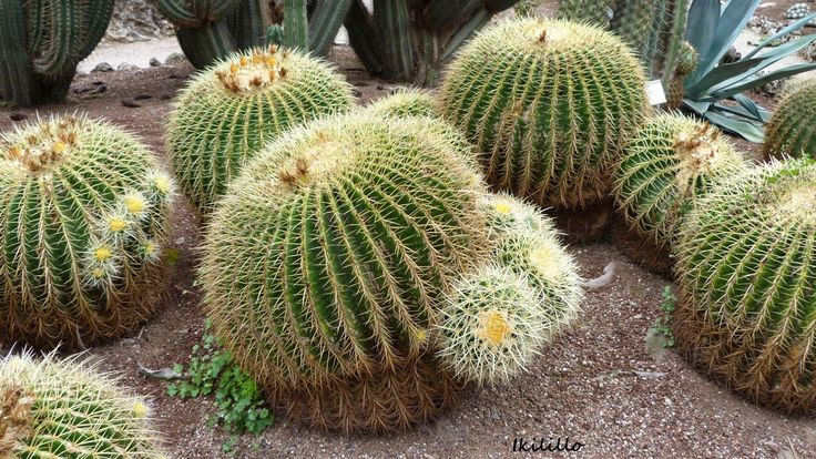 Plantukis: Echinocactus Grusonii | Jardín Mexicano … pour Jardin De Cactus Miniatura