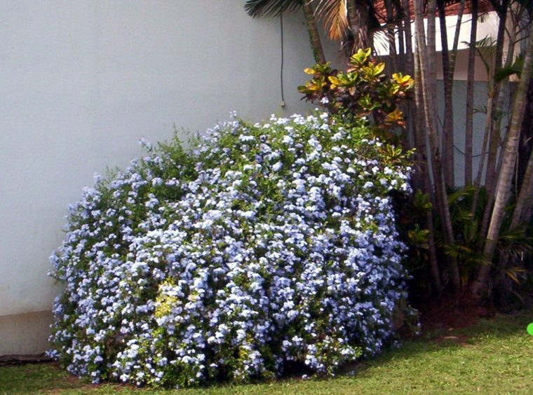 Plumbago | Arbustos, Jardines, Patio Y Jardin concernant Jardines Con Arbustos