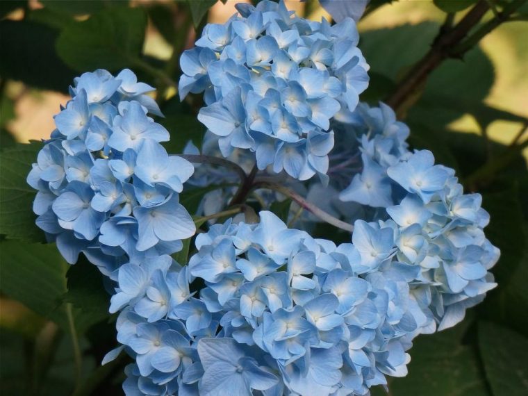 ¿Por Que Son Raras Las Flores Azules? | Noticias De … destiné Flores Azules De Jardin