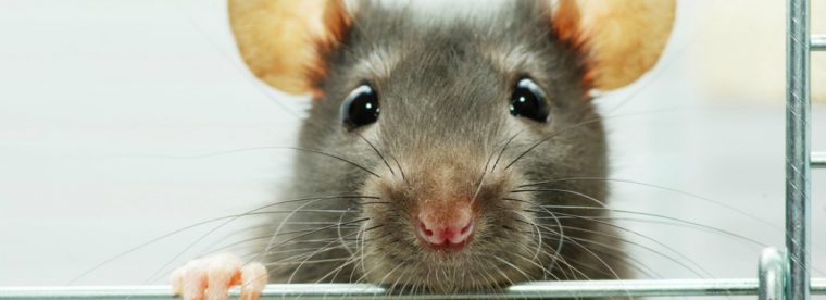 Por Qué Tener Una Rata Como Mascota | Blog Verdecora à Como Eliminar Ratas En El Jardin
