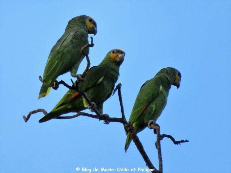 Quatre Perroquets Amazone Aourou (Amazona Amazonica … concernant Perroquet De Jardine
