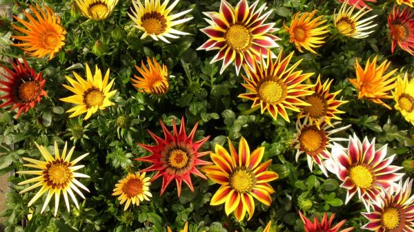 Qué Plantas Colgantes De Exterior Pueden Soportar El Sol … concernant Plantas De Jardin Con Flores