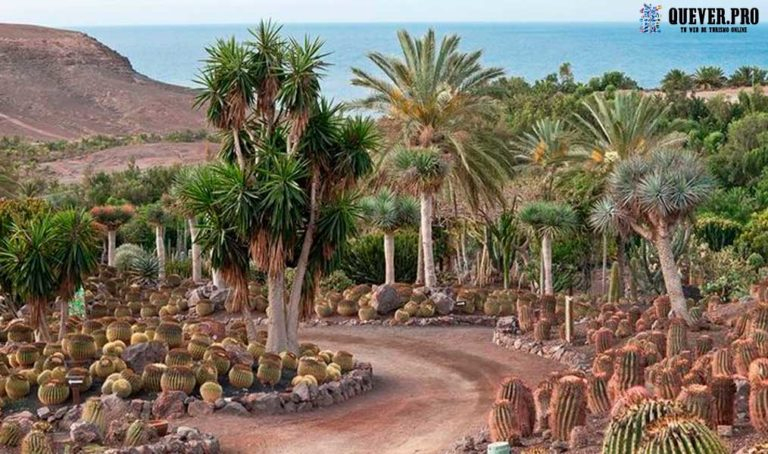 Qué Ver En Fuerteventura En 2021 encequiconcerne Jardin Botanico Dunas Del Odiel