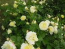 Quelles Roses Pour Un Jardin De Montagne - Jardin De La ... intérieur Rosier Buisson Jardiland
