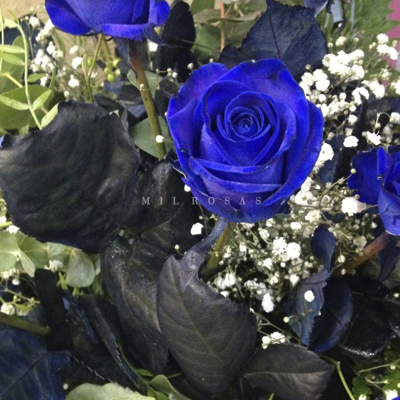 Ramo De Rosas Azules|Envíos A Toda España avec Flores Azules De Jardin