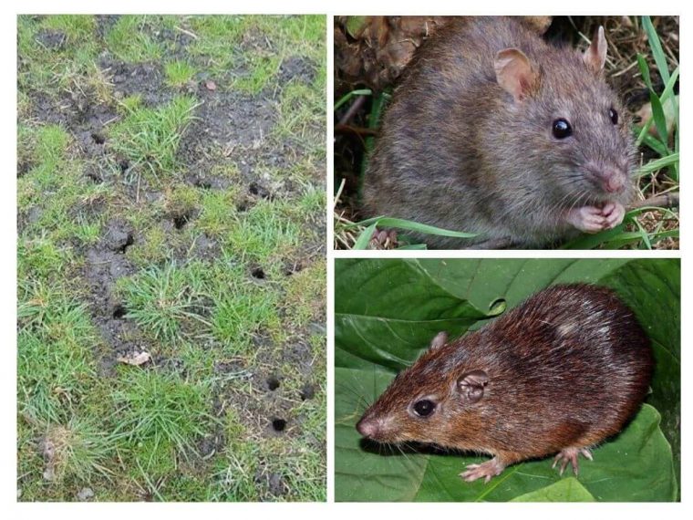 Rata De Tierra En El Jardín – Fotos Y Métodos De Lucha pour Como Eliminar Ratas En El Jardin