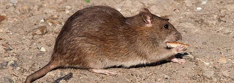 Rata Gris | Plagaskil encequiconcerne Como Eliminar Ratas En El Jardin