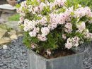 Rhododendron Nain 'Bloombux' Rose Pot De 2 Litres serapportantà Magnolia Jardiland