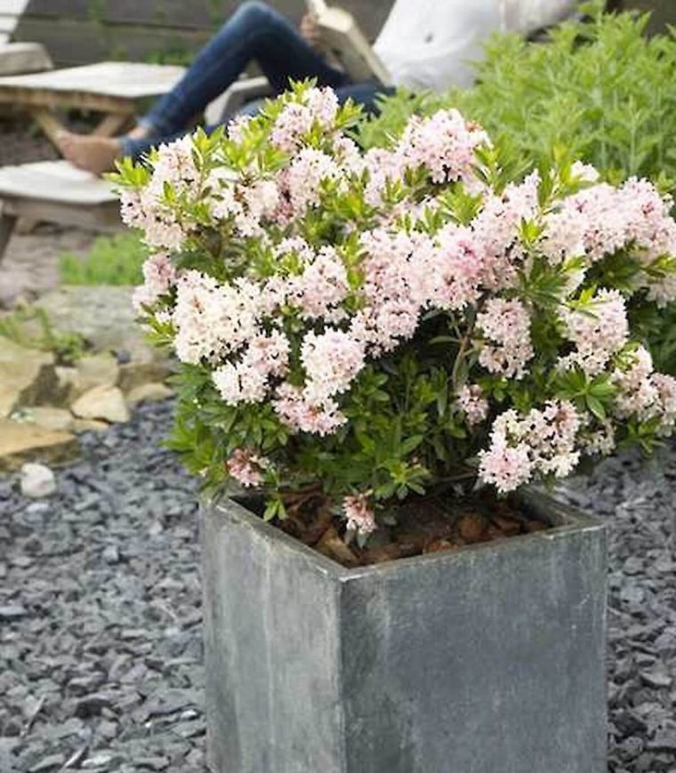 Rhododendron Nain 'Bloombux' Rose Pot De 2 Litres serapportantà Magnolia Jardiland