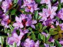 Rhododendron Nain 'Moerheim' Mauve Pot De 3 Litres concernant Magnolia Jardiland